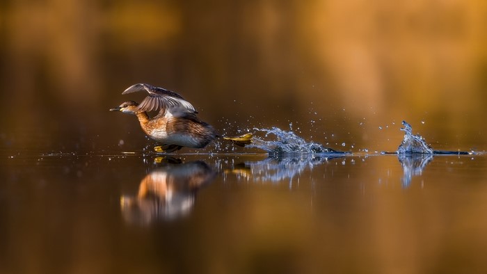Duck running on water with wings spread