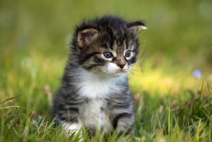 Kitten sitting in grass with bokeh background