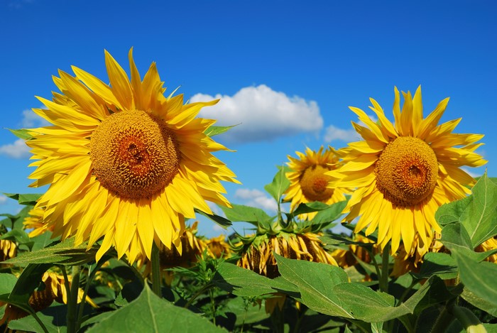 Sunflowers in a field under a blue sky