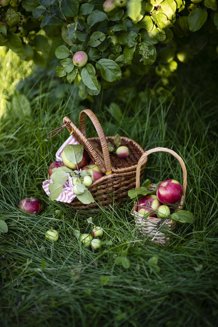 Apples in wicker baskets on grass