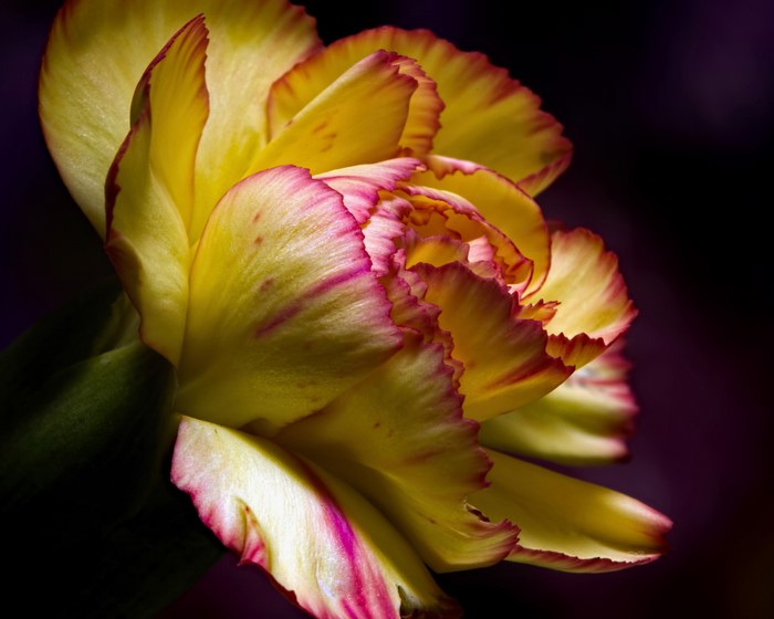 Yellow and pink carnation flower close-up