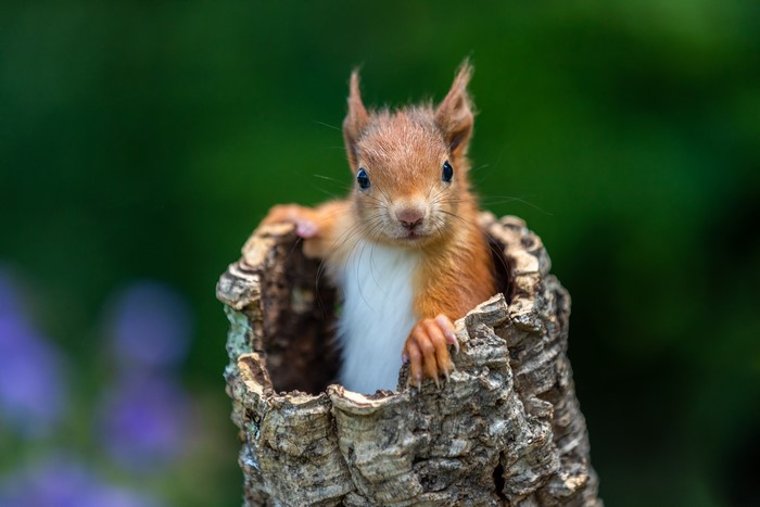 Red Squirrel Peeking from Tree Bark