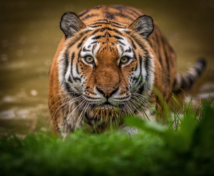 Tiger looking forward
