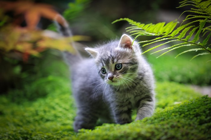 Adorable Kitten Exploring Green Grass