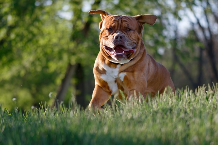 Brown Bulldog Running in Grass