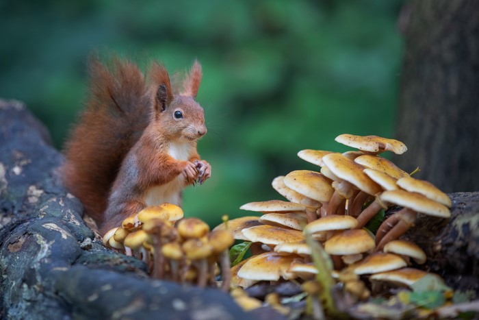 Squirrel near mushrooms in forest