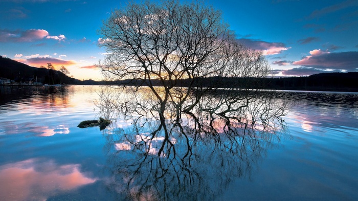 Bare tree reflecting in a lake at sunset