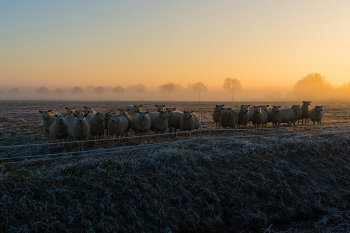 Sheep herd in foggy morning field with frost