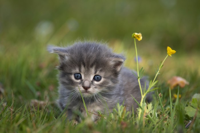 Kitten in the grass with flowers