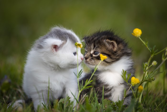 4k, 5k, 6k, Cats, Grass, Bokeh, Kittens, Two, Cute, Hd Wallpaper 