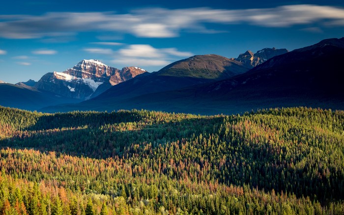 4K Jasper National Park Rocky Mountains Forest