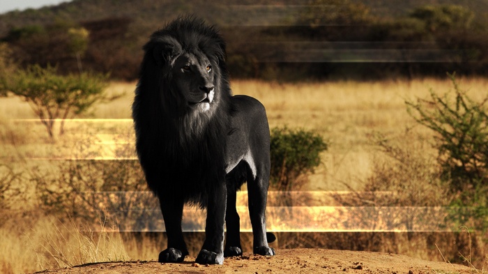 Black lion standing on a dirt mound in a savanna