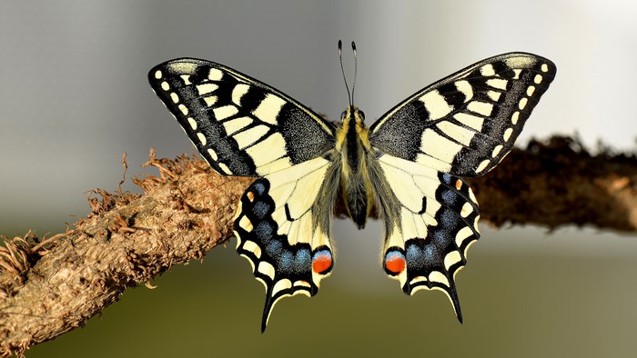 4K Machaon Butterfly on a Branch