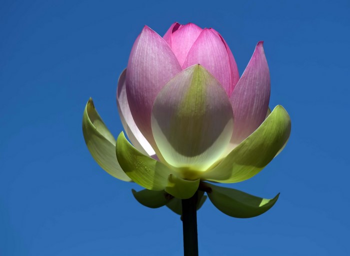 Pink lotus flower bud against blue sky