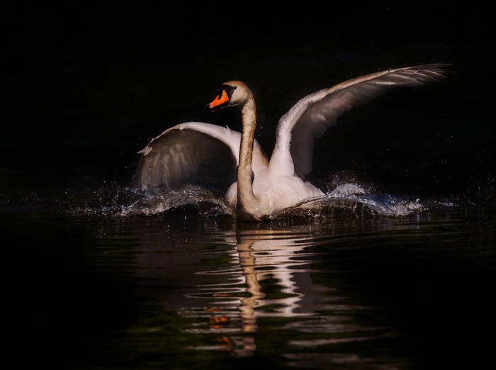 Swan splashing in dark water