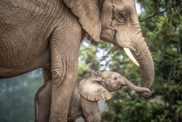 Mother and baby elephant in a forest