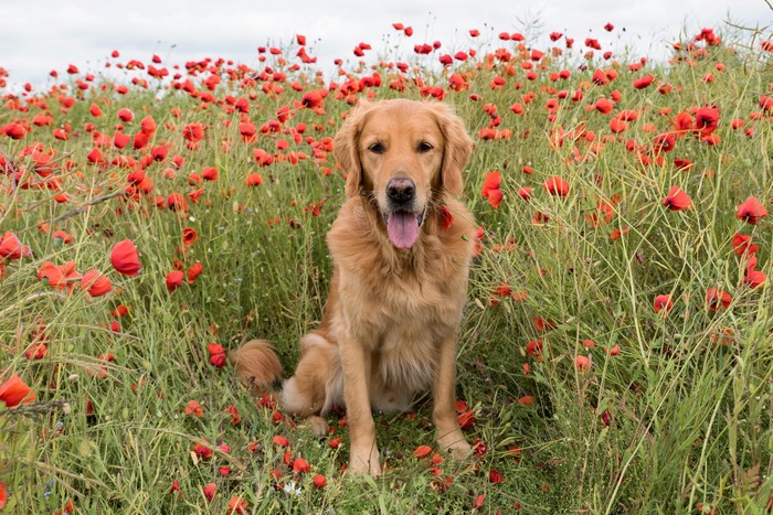 Golden Retriever dog sitting in a field of poppies