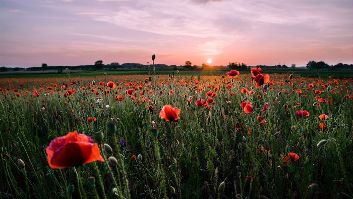 Field of Poppies at Sunset
