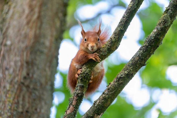 Red Squirrel on a Mossy Branch
