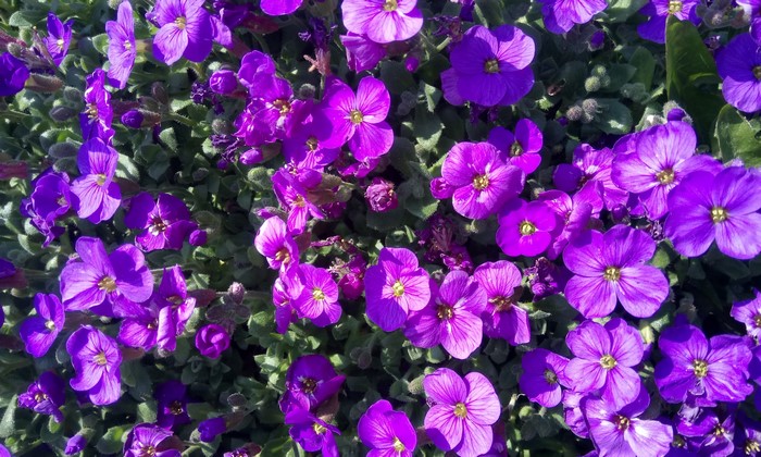Close-up of many violet Aubretia flowers