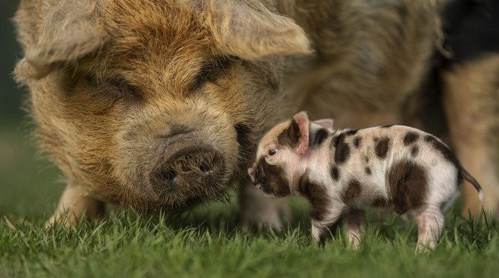 Mother and baby pig in grass