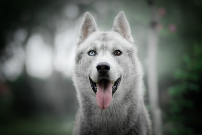 Husky dog with heterochromia
