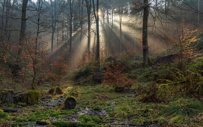 Sunbeams in a Mossy Forest in South-Eifel, Germany