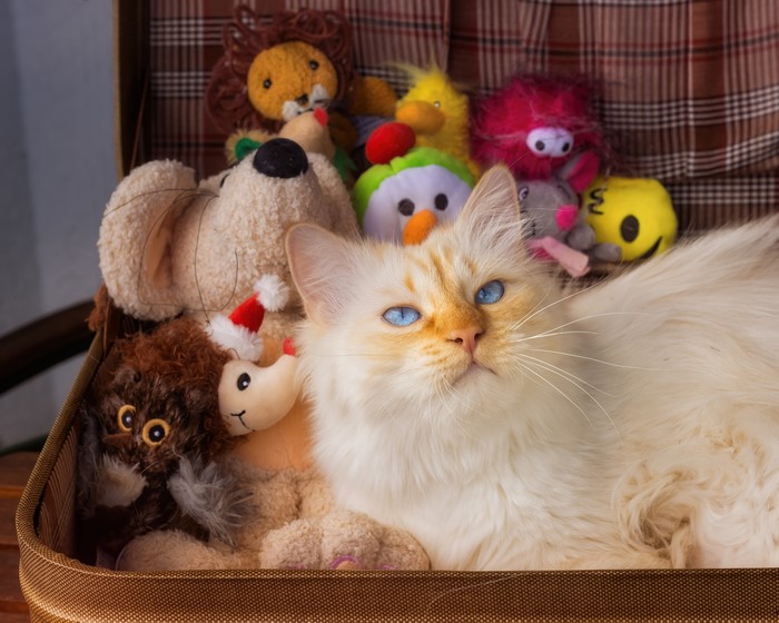 A cat with blue eyes among stuffed toys
