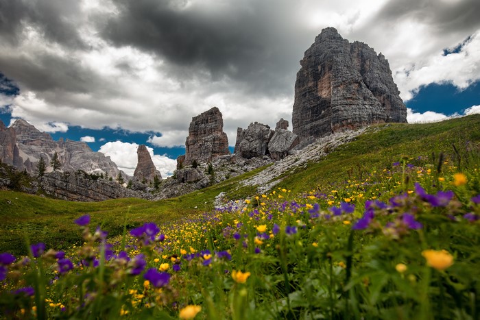 Meadow Geraniums in the Dolomites, Italy