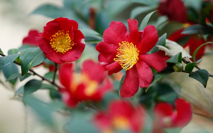 Red Camellia Flowers with Yellow Centers