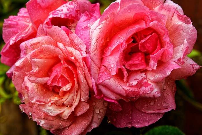 Close-up of pink roses with water drops