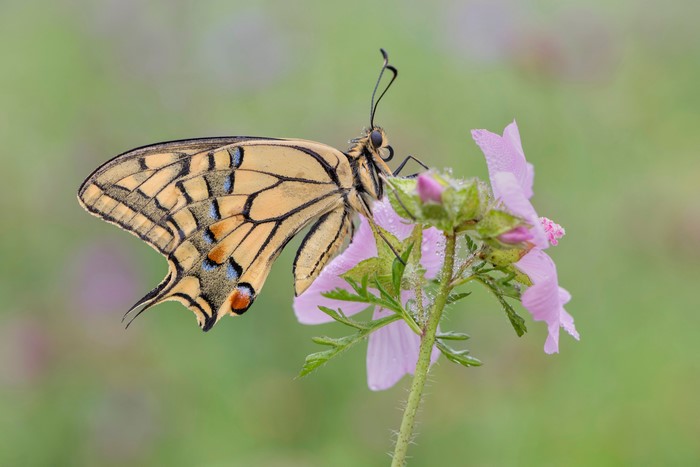 4K Swallowtail Butterfly on Pink Flower