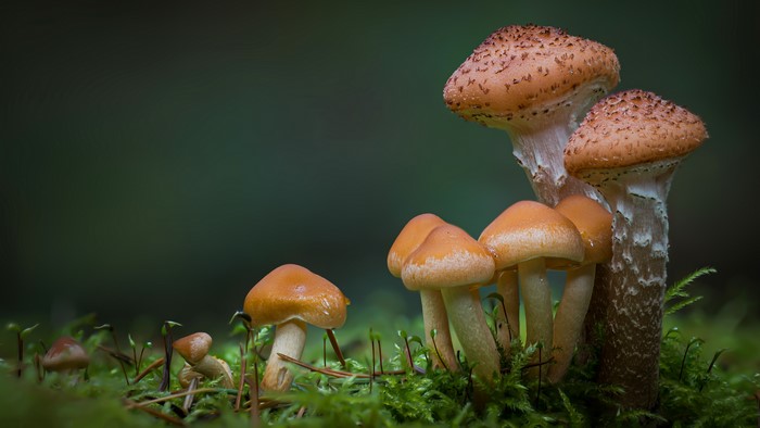 Mushrooms on moss in nature