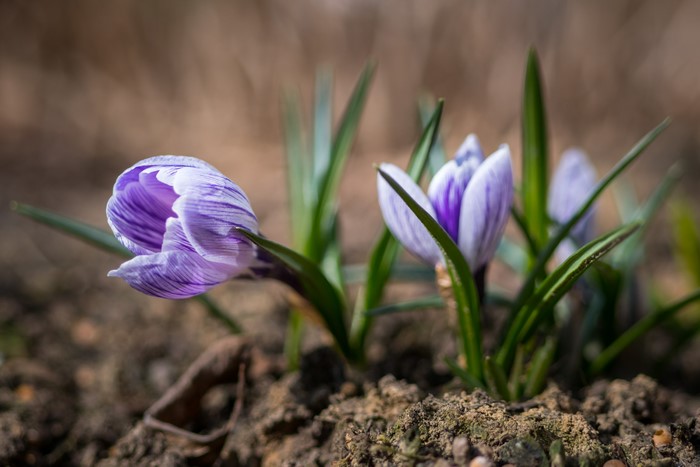 4K Crocuses in Spring Closeup