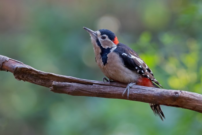 Great Spotted Woodpecker on a Branch