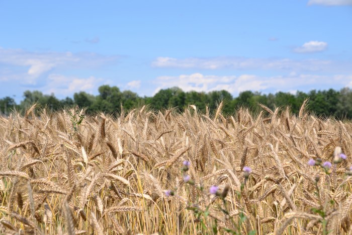 Wheat Field Under a Blue Sky