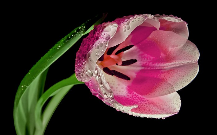 4K Pink Tulip with Water Drops on Black Background