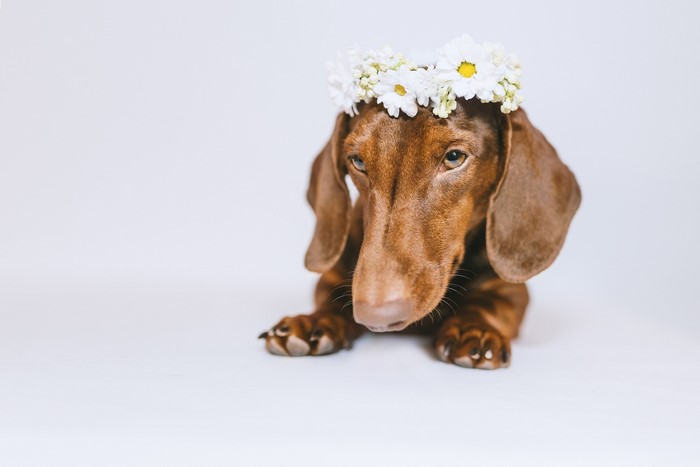 Dachshund wearing a flower crown