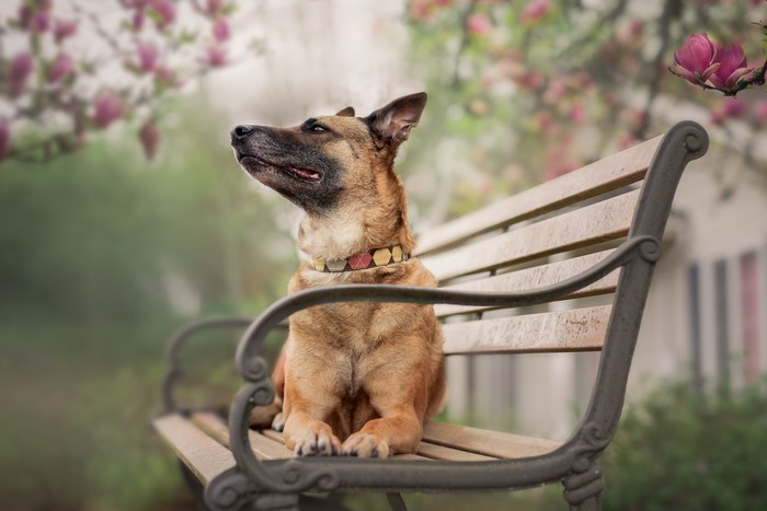 German Shepherd dog sitting on a park bench
