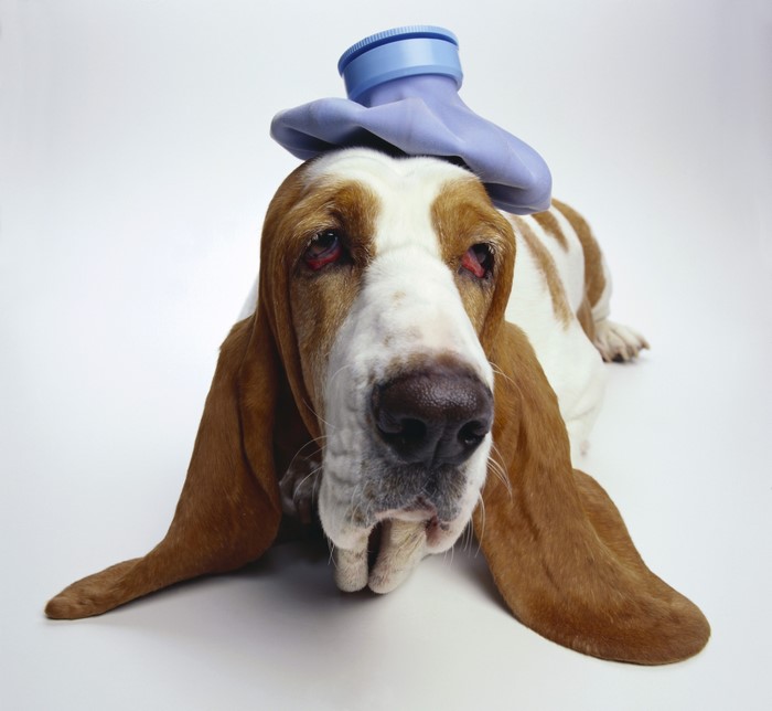 Basset Hound with ice pack on head