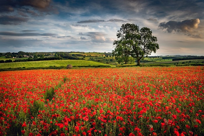 Field of Poppies with a Tree and Rolling Hills