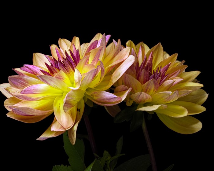 Two Chrysanthemums with yellow and purple petals on black background