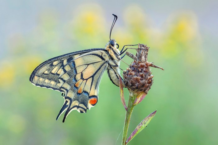 4K Machaon Butterfly on a Dried Flower