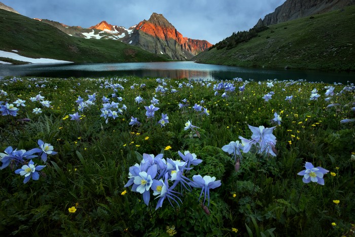 Aquilegia flowers by a mountain lake at sunrise