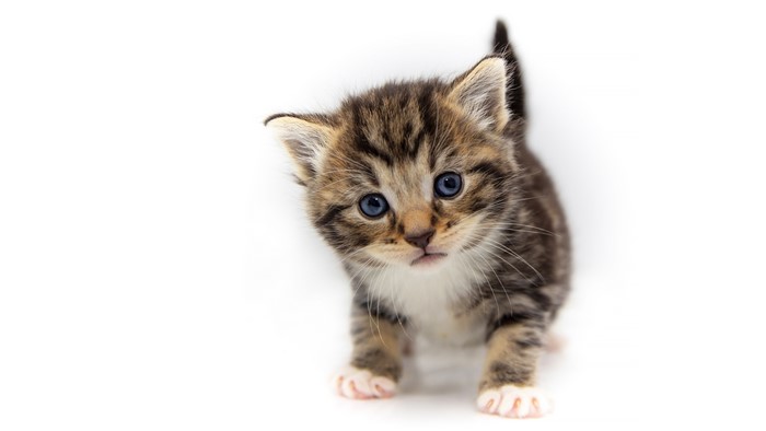 Tabby Kitten with Blue Eyes on White Background