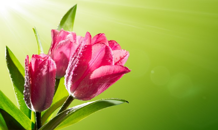 Pink Tulips with Water Drops and Sun Rays