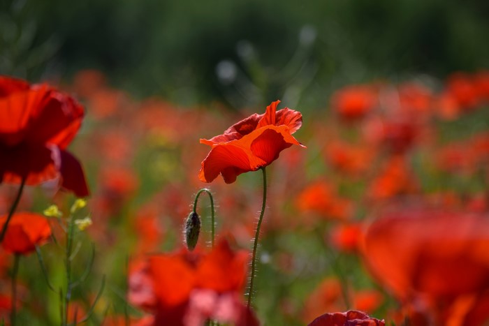 Field of Red Poppies with a Budding Flower