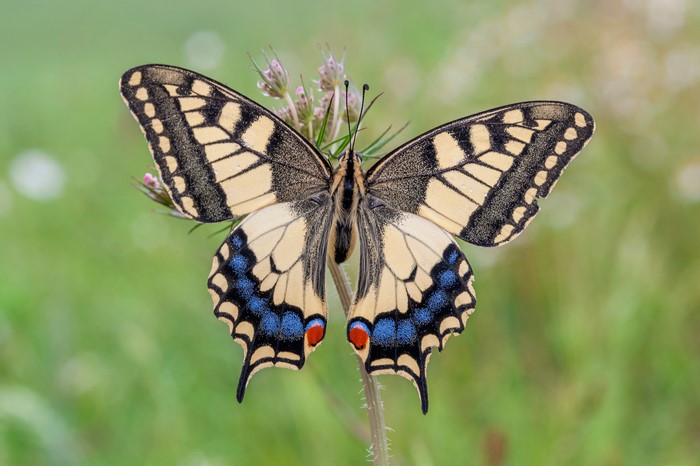 4K Machaon Butterfly on Plant