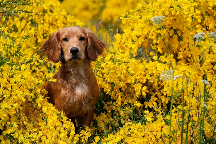 Brown Spaniel Sitting in Yellow Flowers