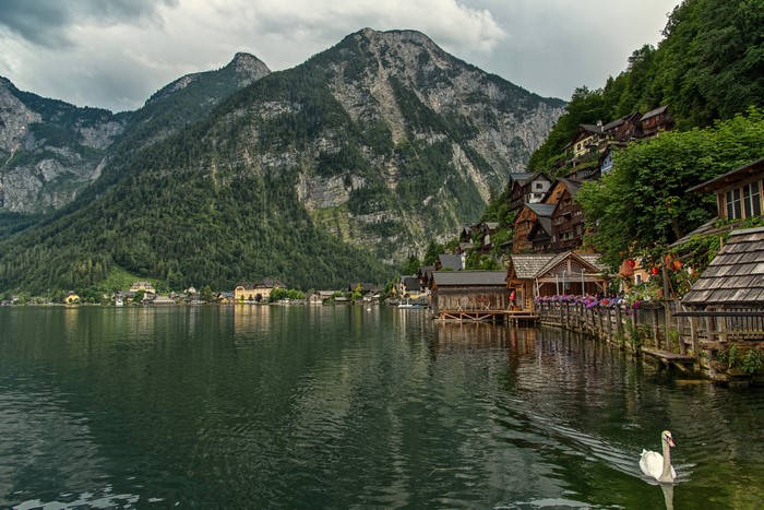 Hallstatt Lake with Mountains and Swan in Austria